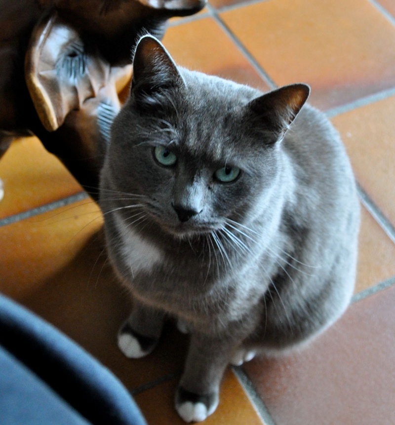 Résultats de recherche d'images pour « chat gris avec pattes blanches »