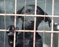 petition anti euthanasie animaux errants Europe