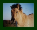 http://i45.servimg.com/u/f45/12/05/83/12/th/cheval13.jpg