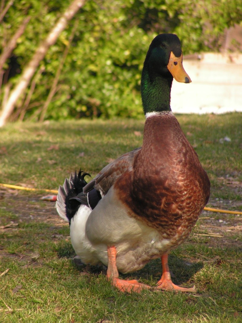 Que Fait Un Canard Quand Il A Soif Mes deux canards sont-ils vraiment des Rouen?