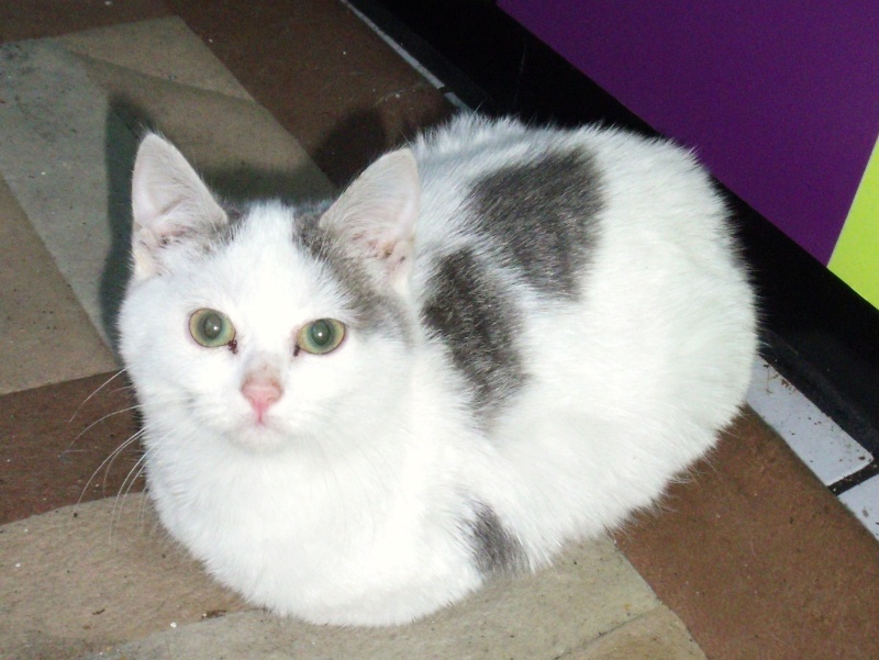 petit chaton à donner près de mons