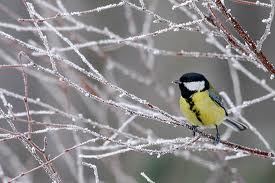 La mésange de mon jardin dans MES ANIMAUX DE COMPAGNIE charbo10