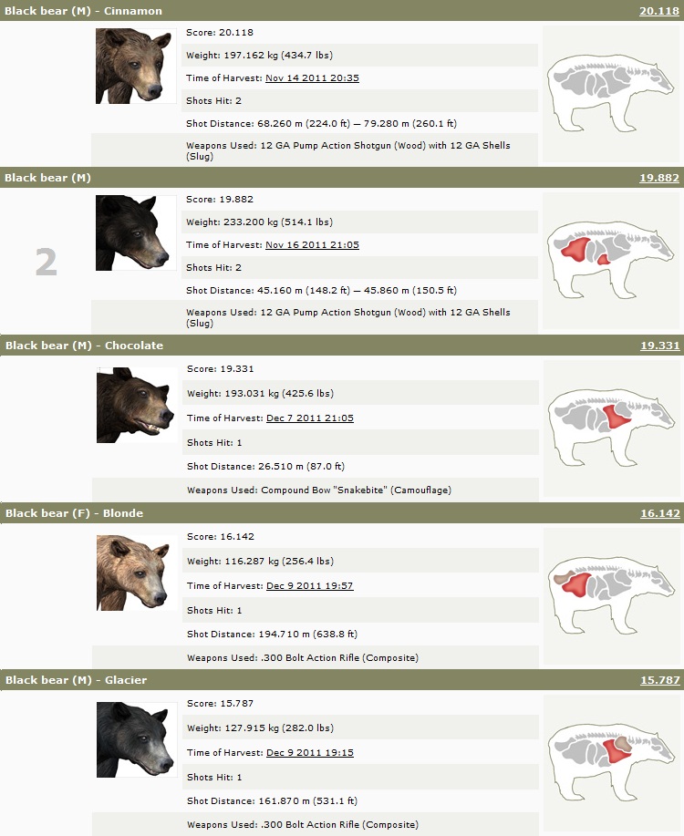 Tipos De Osos