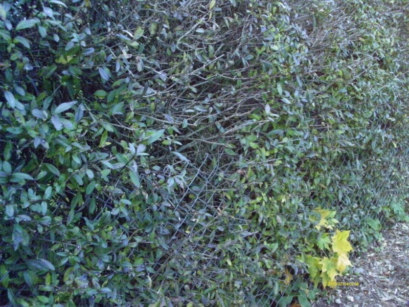 imag0017.jpg
