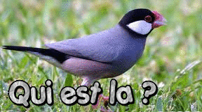 Qui est en ligne ?