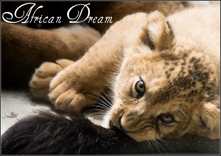African Dream