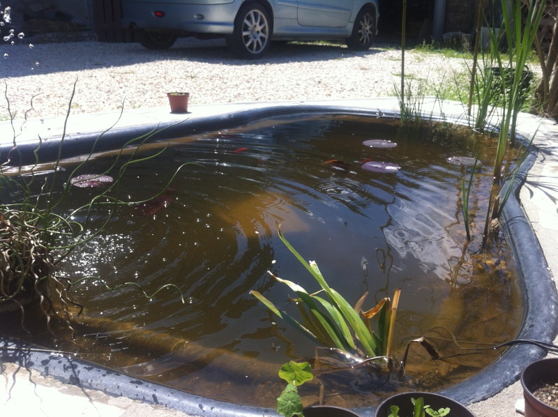 bassin de jardin 1000 litres