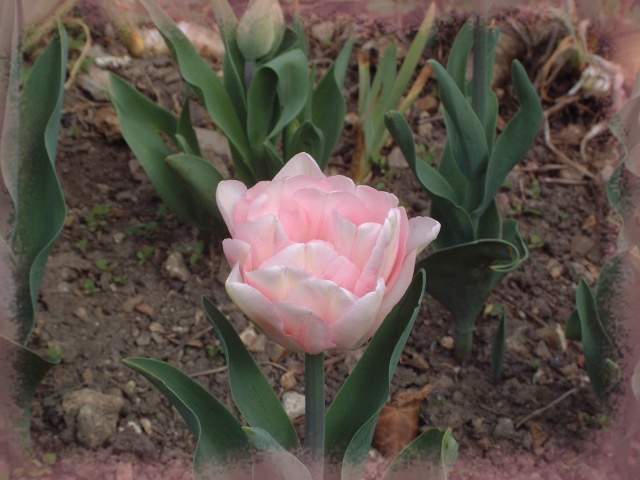 tulipe15.jpg