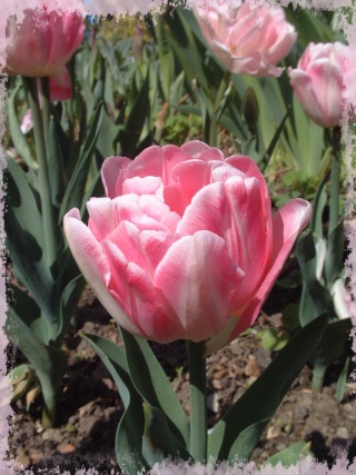 tulipe19.jpg