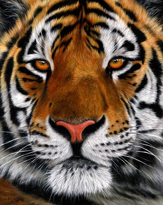 tiger-10.jpg