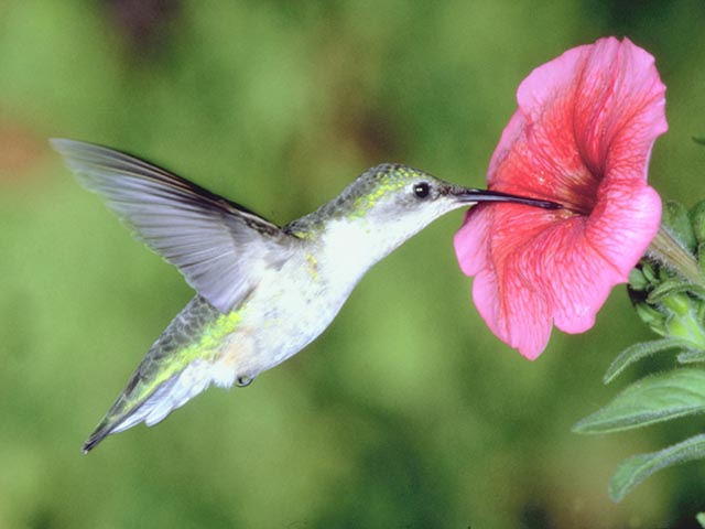 colibr10.jpg