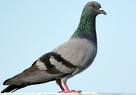 pigeon10.jpg