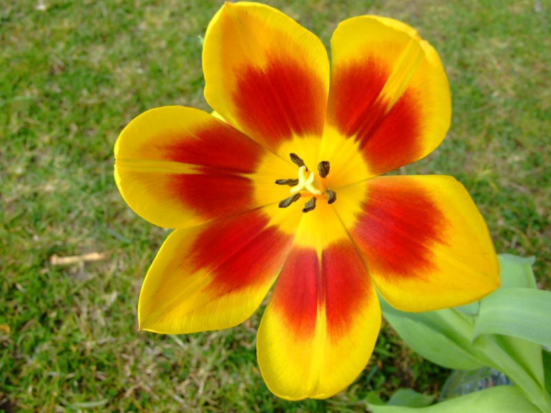 tulip410.jpg