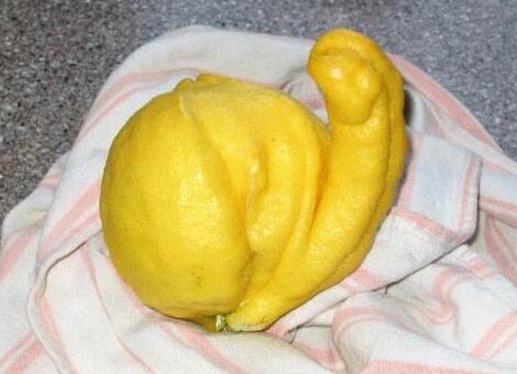 citron10.jpg