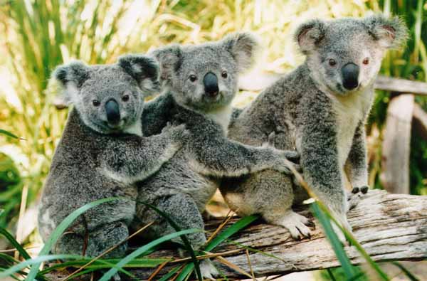 koala110.jpg