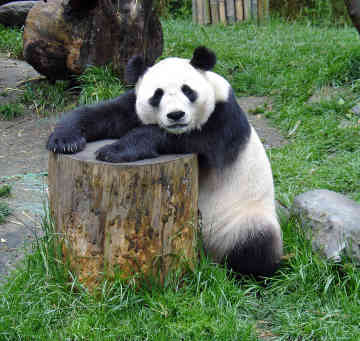 panda10.jpg