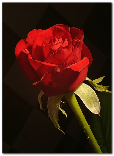 rose10.jpg