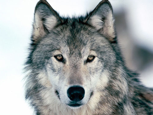 wolf-p10.jpg