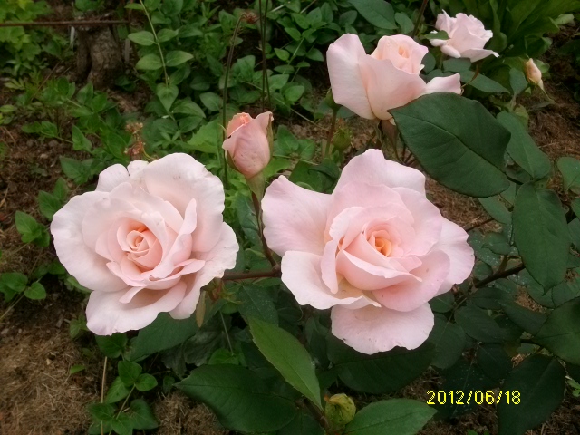 roses_71.jpg