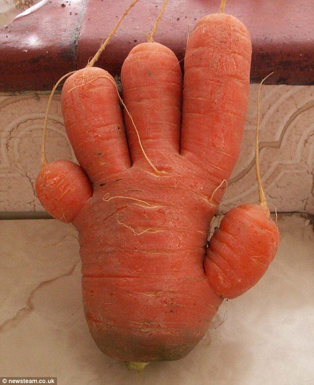 carrot10.jpg