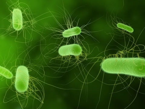 e_coli10.jpg