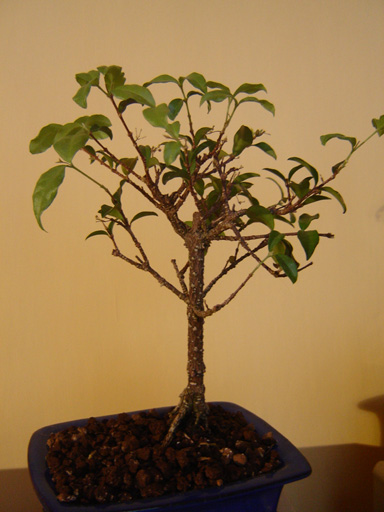 bonsai12.jpg