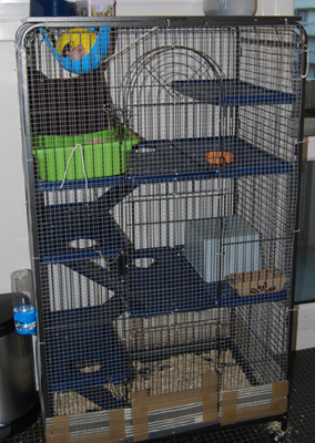 cage10.jpg